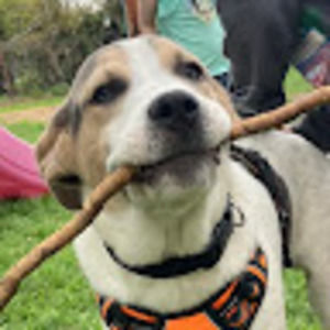 Meet your Posher, Striker